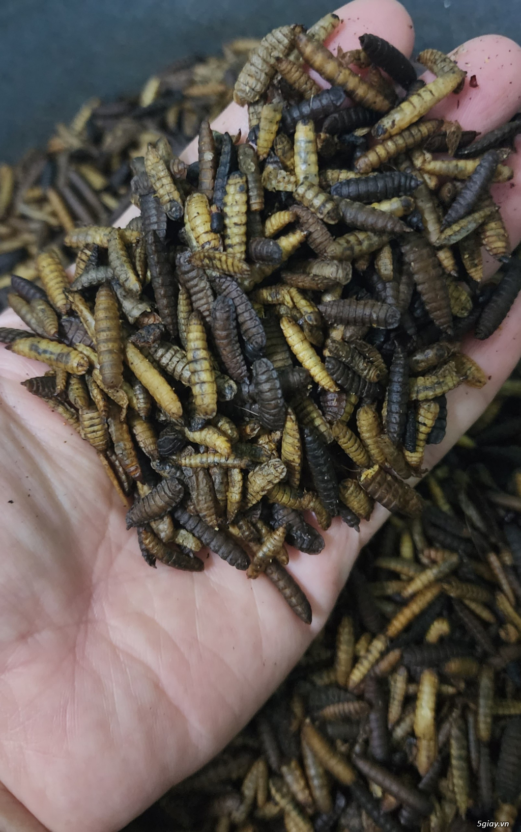 SÂU CANXI DINH DƯỠNG SẤY PHỒNG - 3