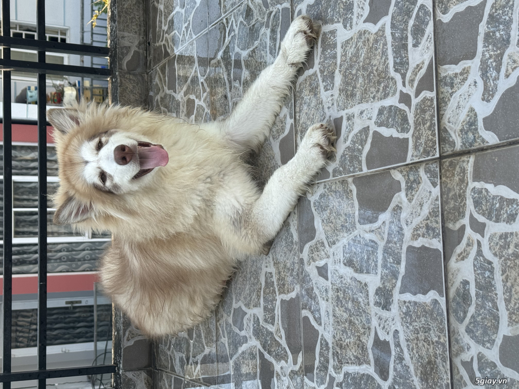 Alaska khổng lồ màu hồng phấn - 2
