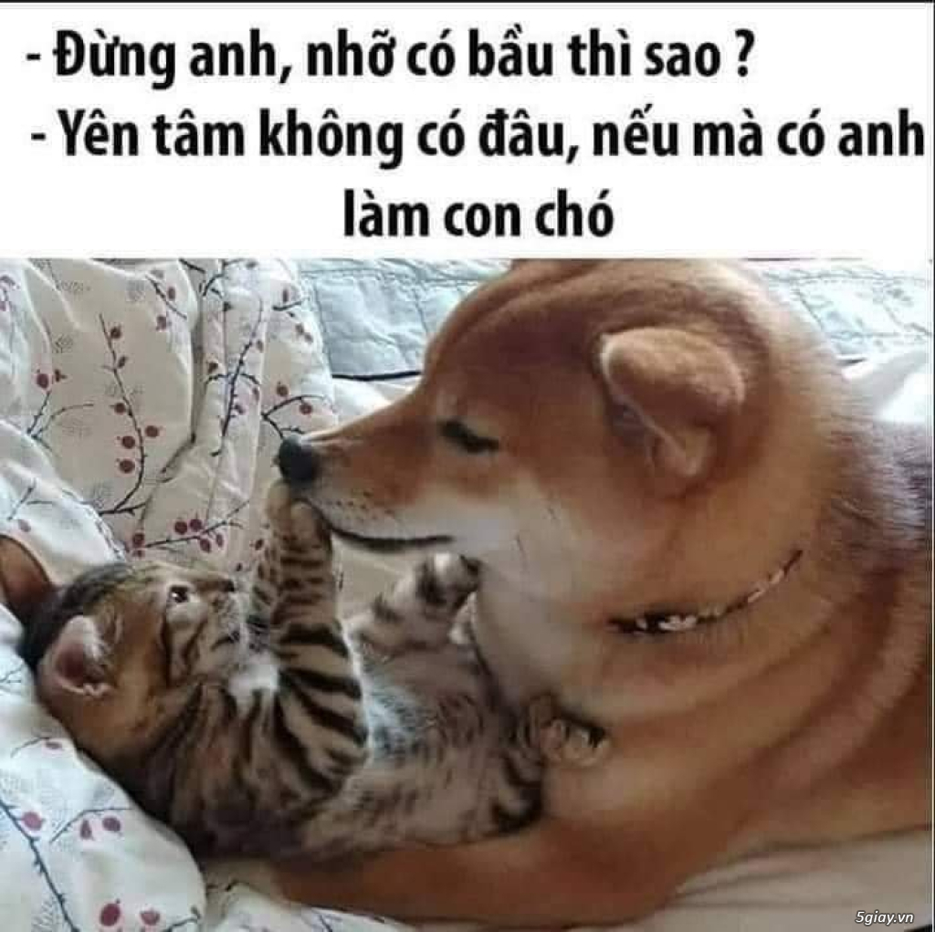 Hình hài hước... Nhiều thể loại vui nhôn - 2