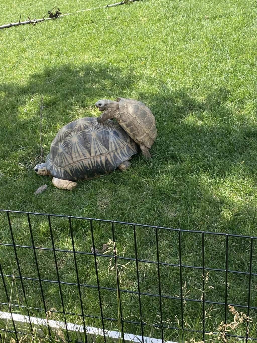 Hình hài hước... Nhiều thể loại vui nhôn - 3