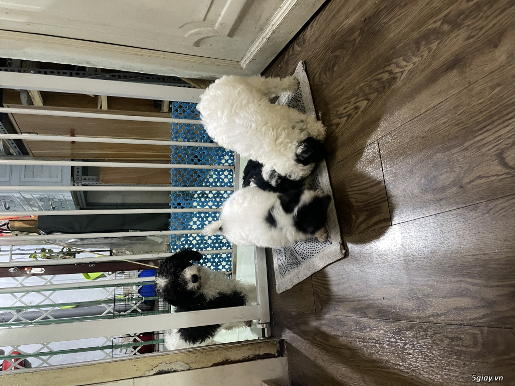 Poodle tiny ss tại nhà quận 11