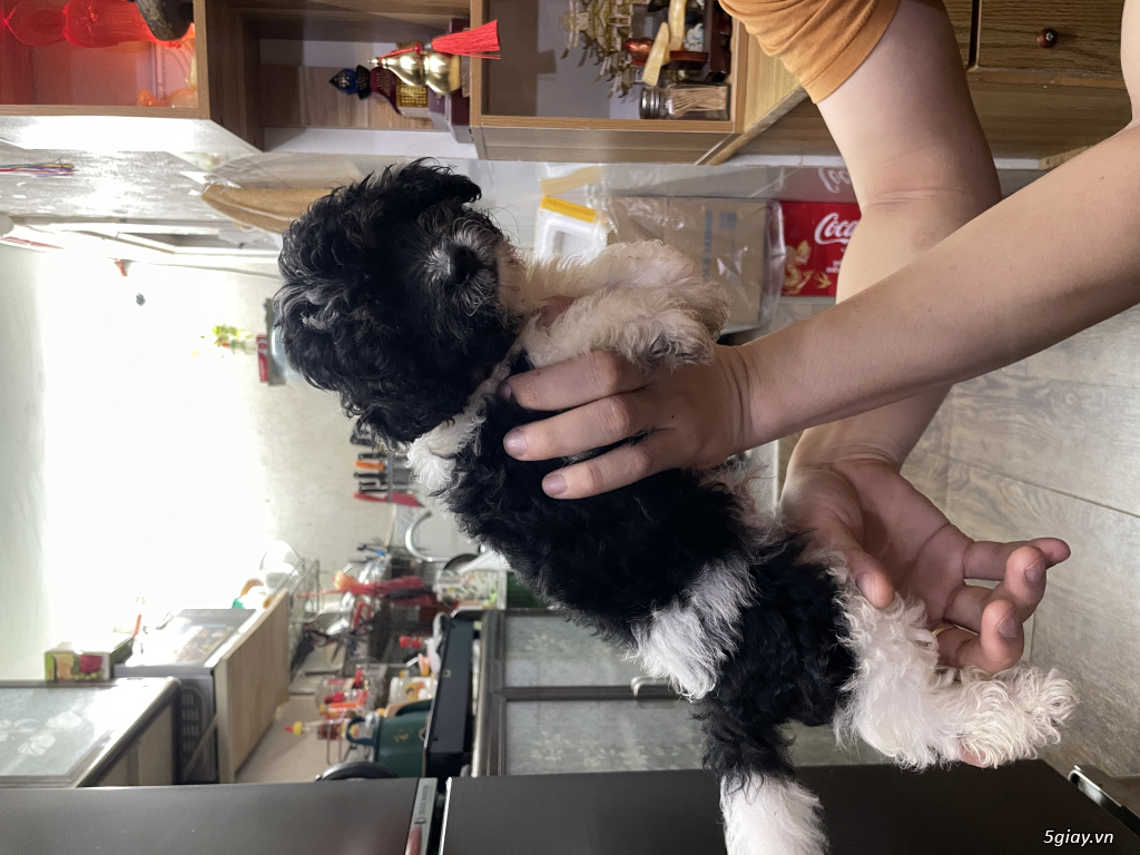 Poodle tiny ss tại nhà quận 11 - 2