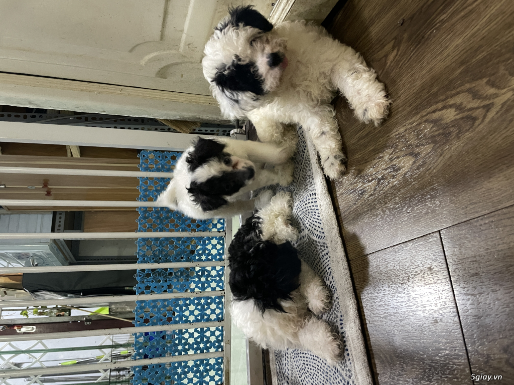 Poodle tiny ss tại nhà quận 11 - 1