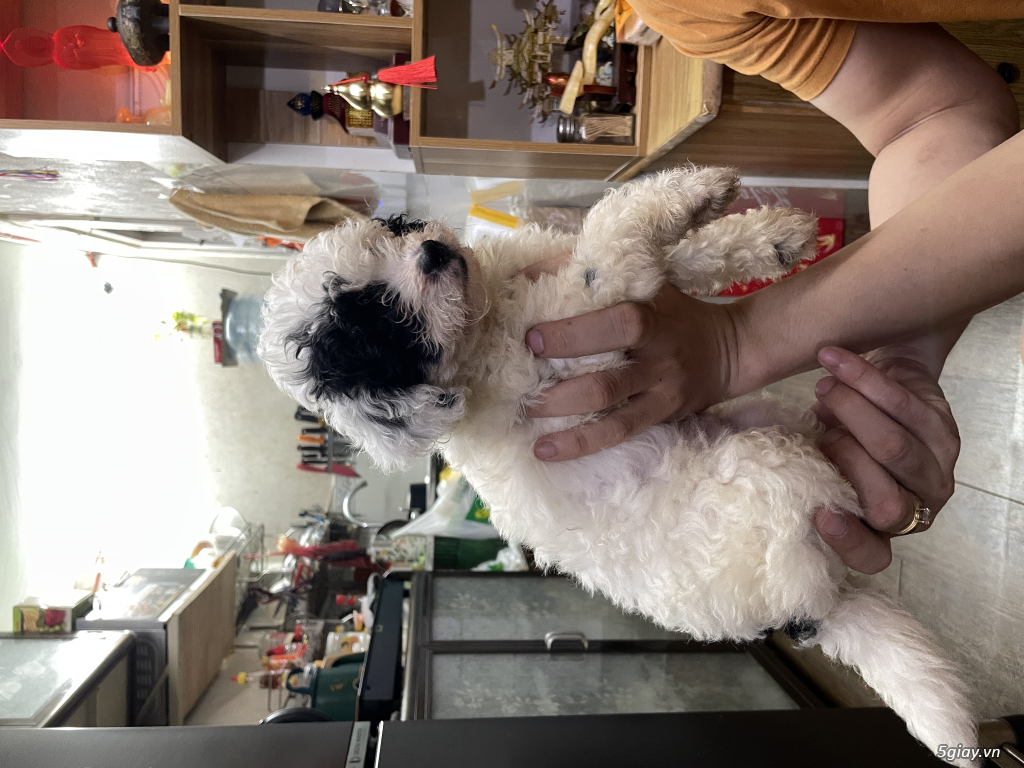 Poodle tiny ss tại nhà quận 11 - 4