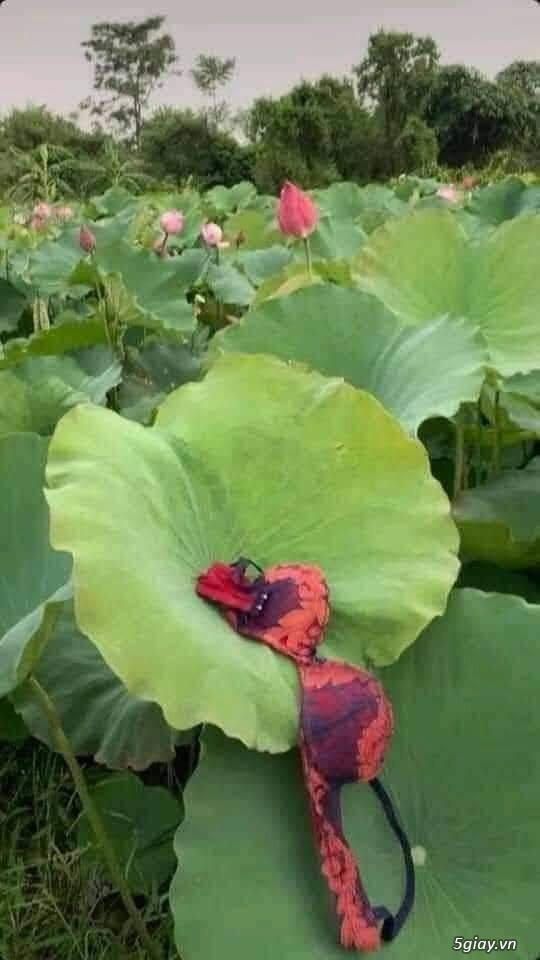 Hình hài hước... Nhiều thể loại vui nhôn - 3