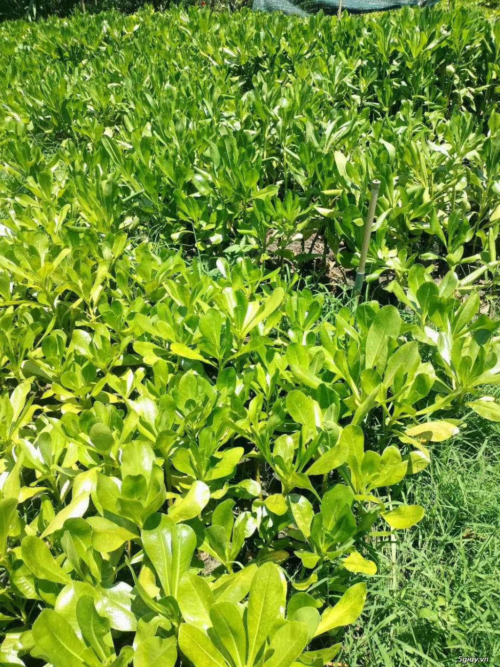 Cung cấp cây phong ba công trinh - 1