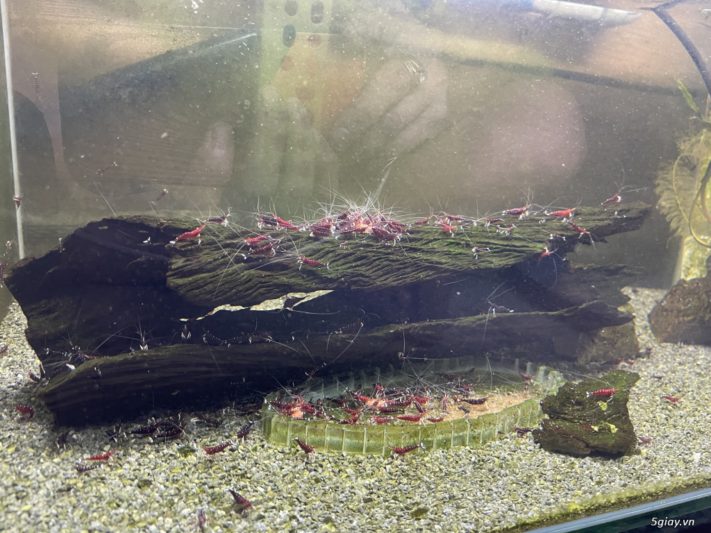 Sulawesi chân trắng. - 3