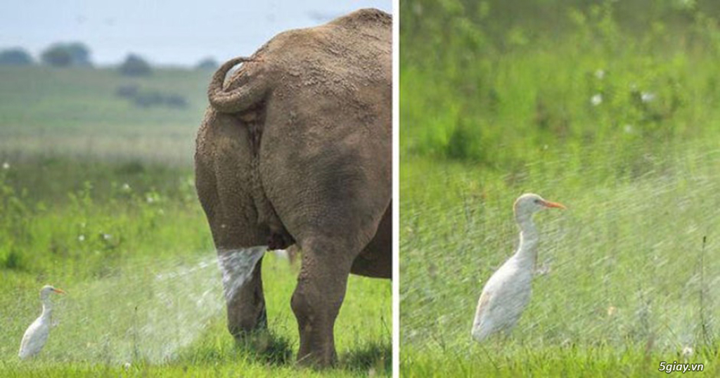 Hình hài hước... Nhiều thể loại vui nhôn - 5