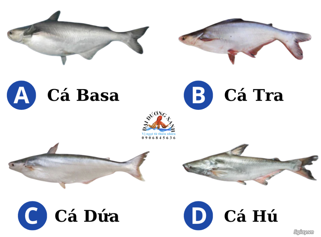 Phân biệt cá basa, cá tra, cá dứa và cá hú.