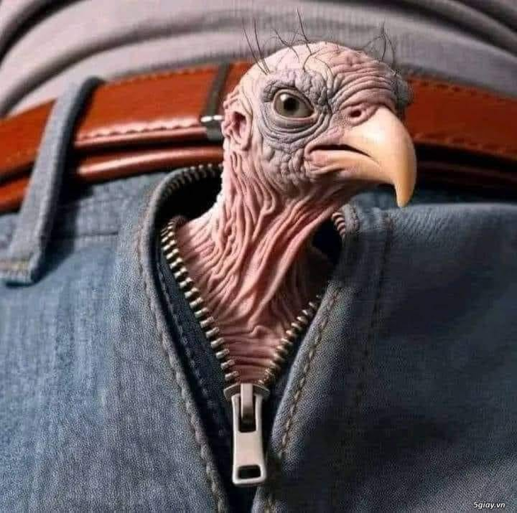 Hình hài hước... Nhiều thể loại vui nhôn - 6