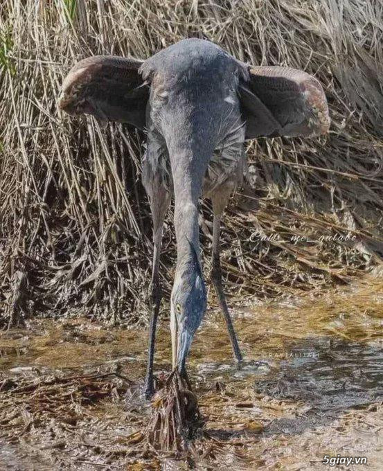 Hình hài hước... Nhiều thể loại vui nhôn