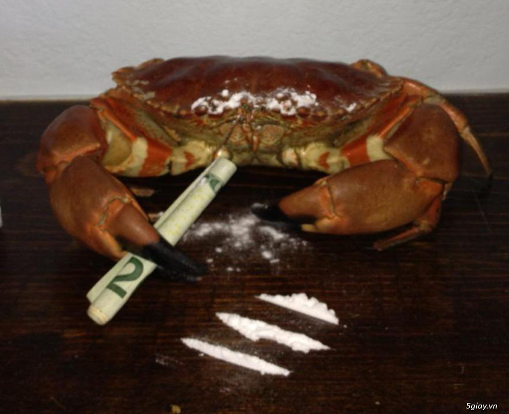 Hình hài hước... Nhiều thể loại vui nhôn