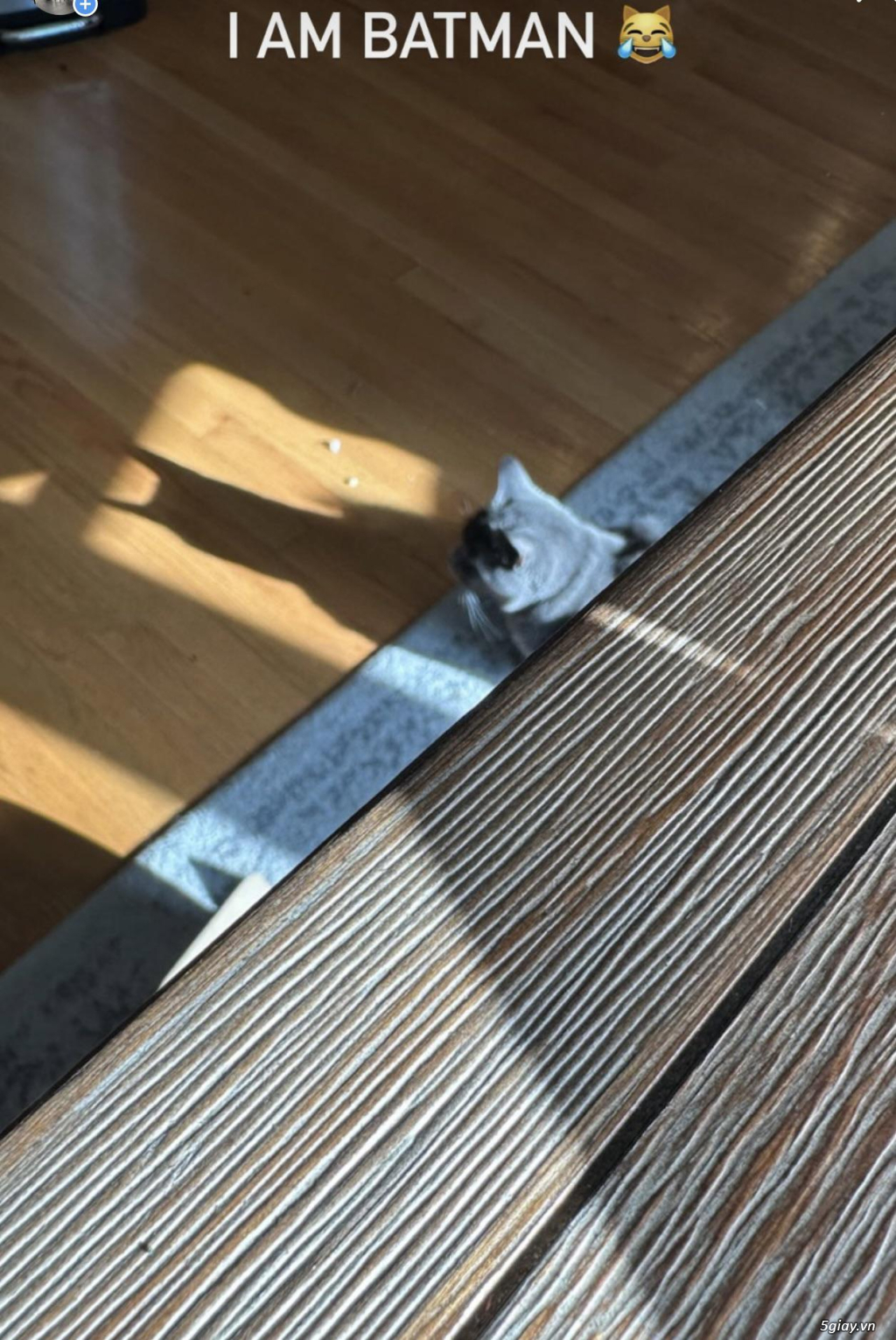 Hình hài hước... Nhiều thể loại vui nhôn - 1