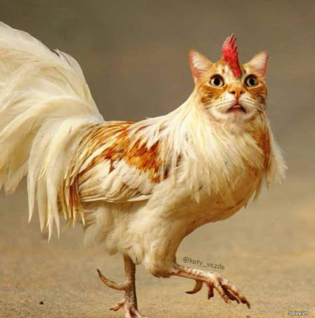 Hình hài hước... Nhiều thể loại vui nhôn - 7