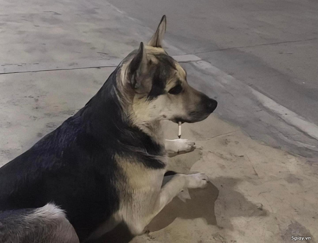 Hình hài hước... Nhiều thể loại vui nhôn - 2