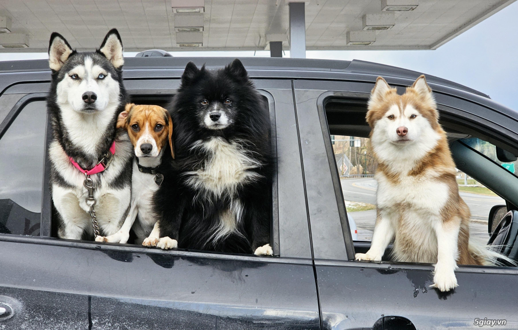 Hình hài hước... Nhiều thể loại vui nhôn - 1