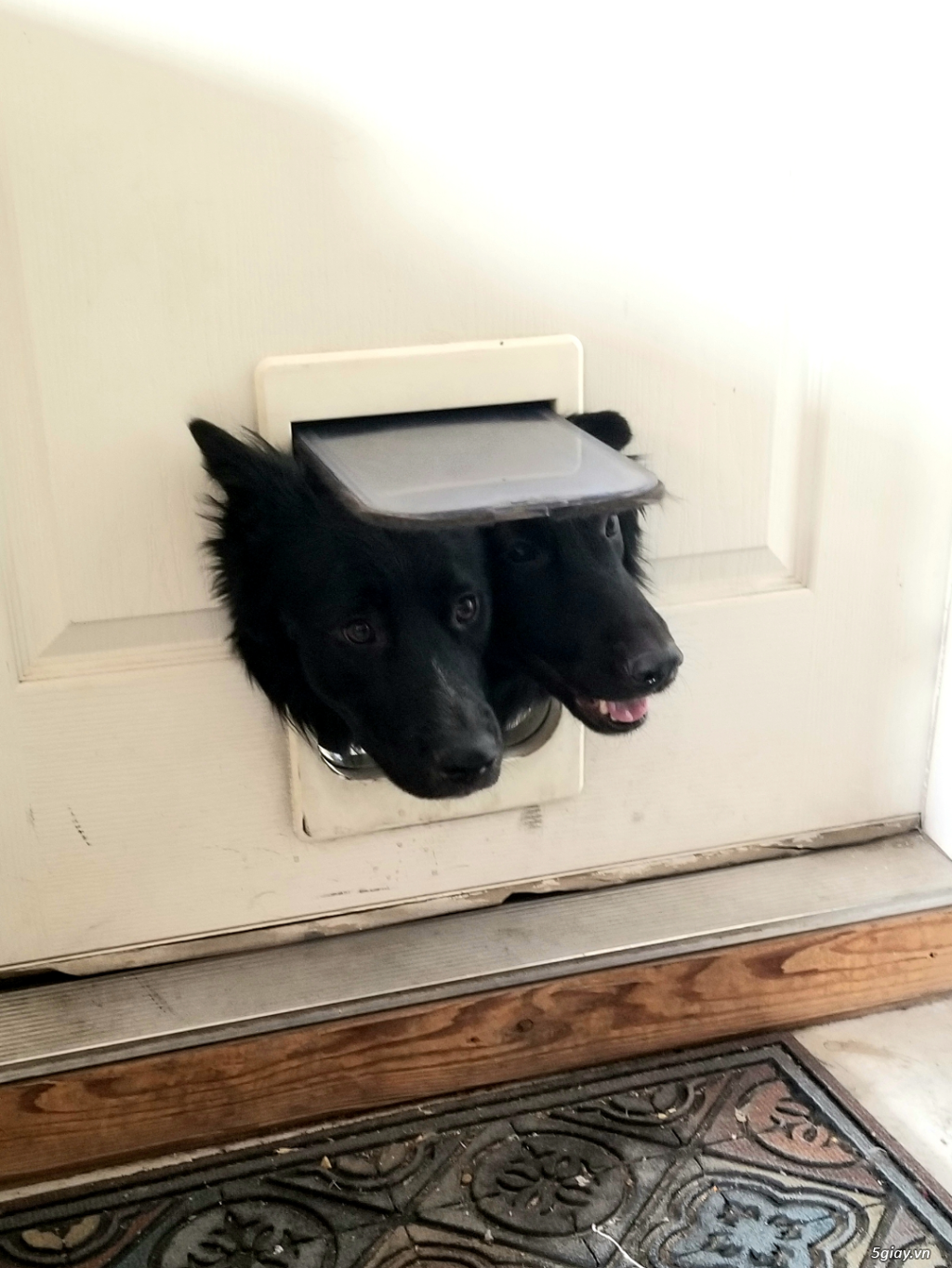 Hình hài hước... Nhiều thể loại vui nhôn - 4