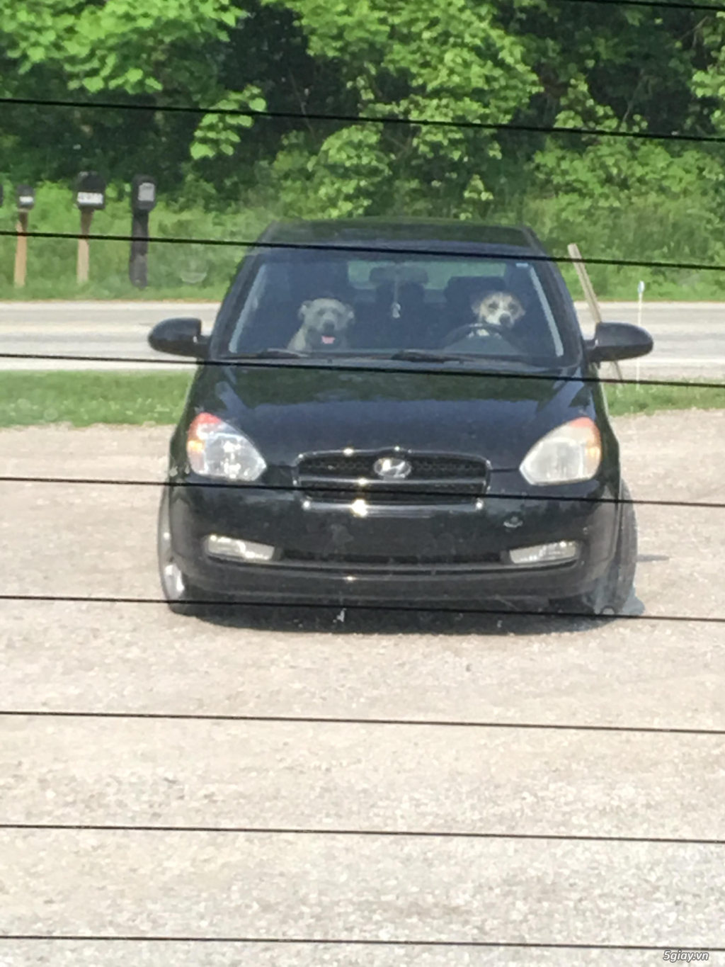 Hình hài hước... Nhiều thể loại vui nhôn