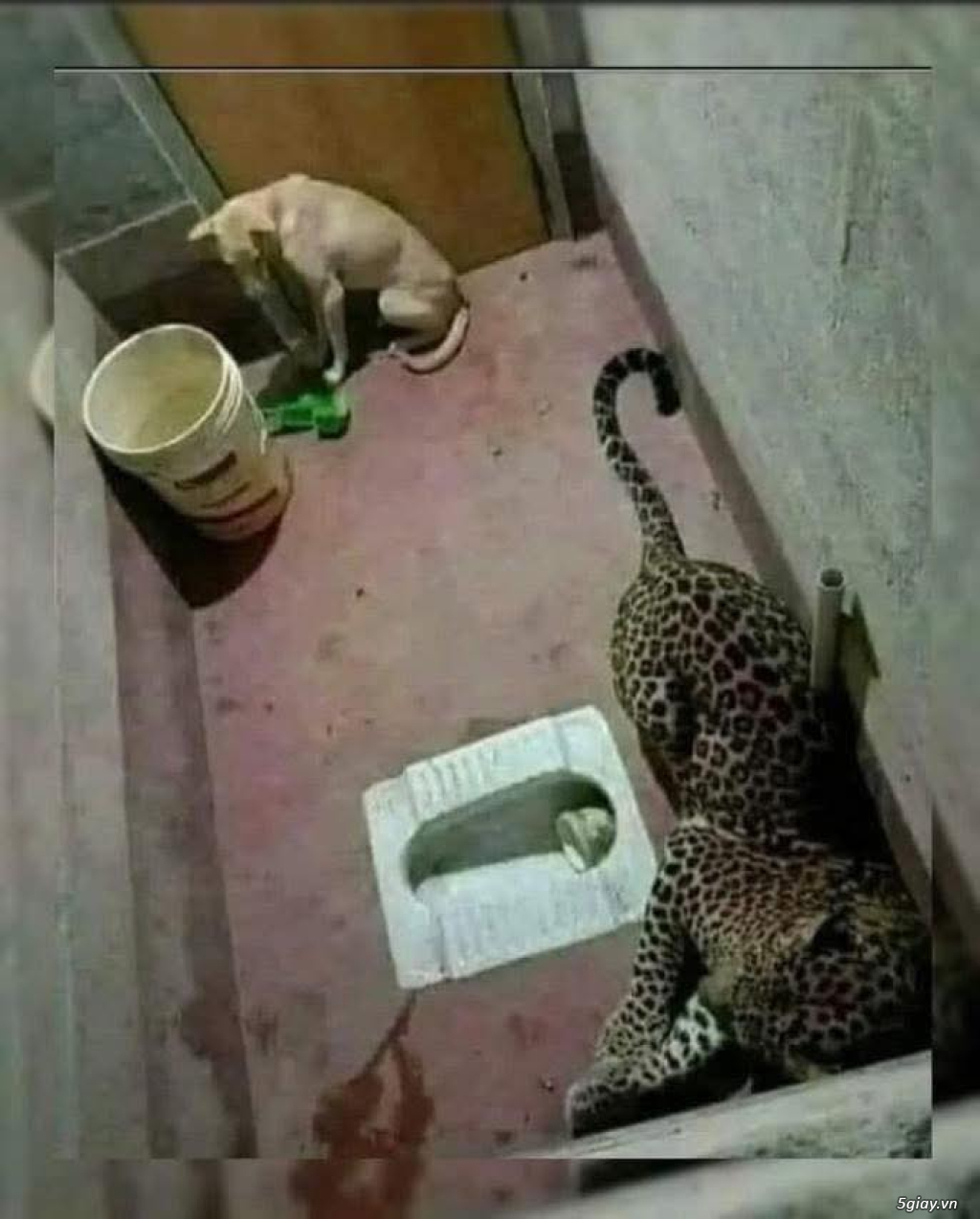 Hình hài hước... Nhiều thể loại vui nhôn