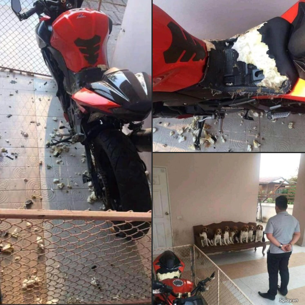 Hình hài hước... Nhiều thể loại vui nhôn - 1