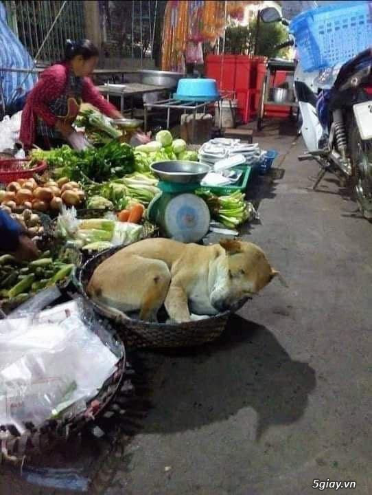 Hình hài hước... Nhiều thể loại vui nhôn - 4