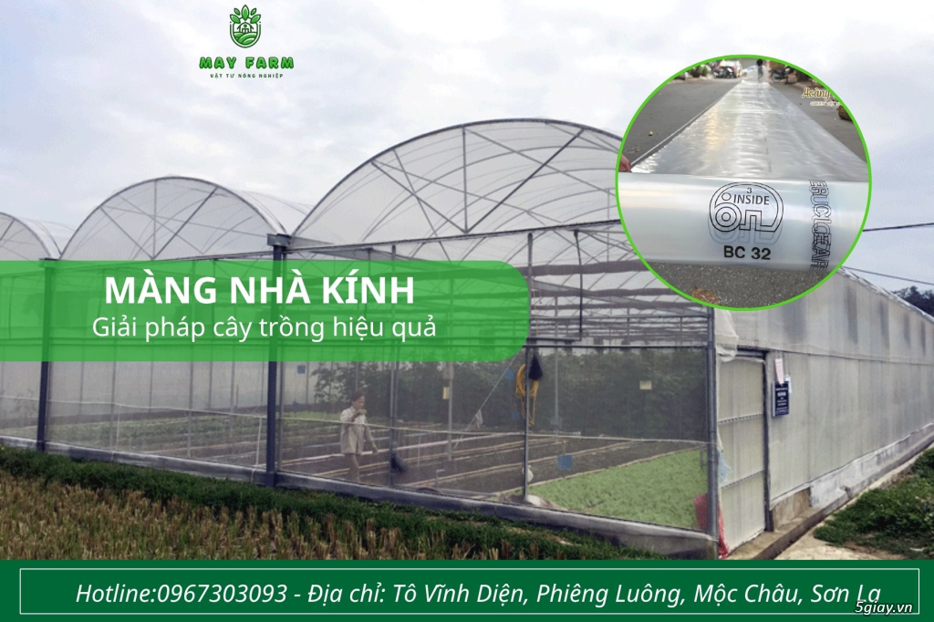 Màng nhà kính - giải pháp cây trồng hiệu quả