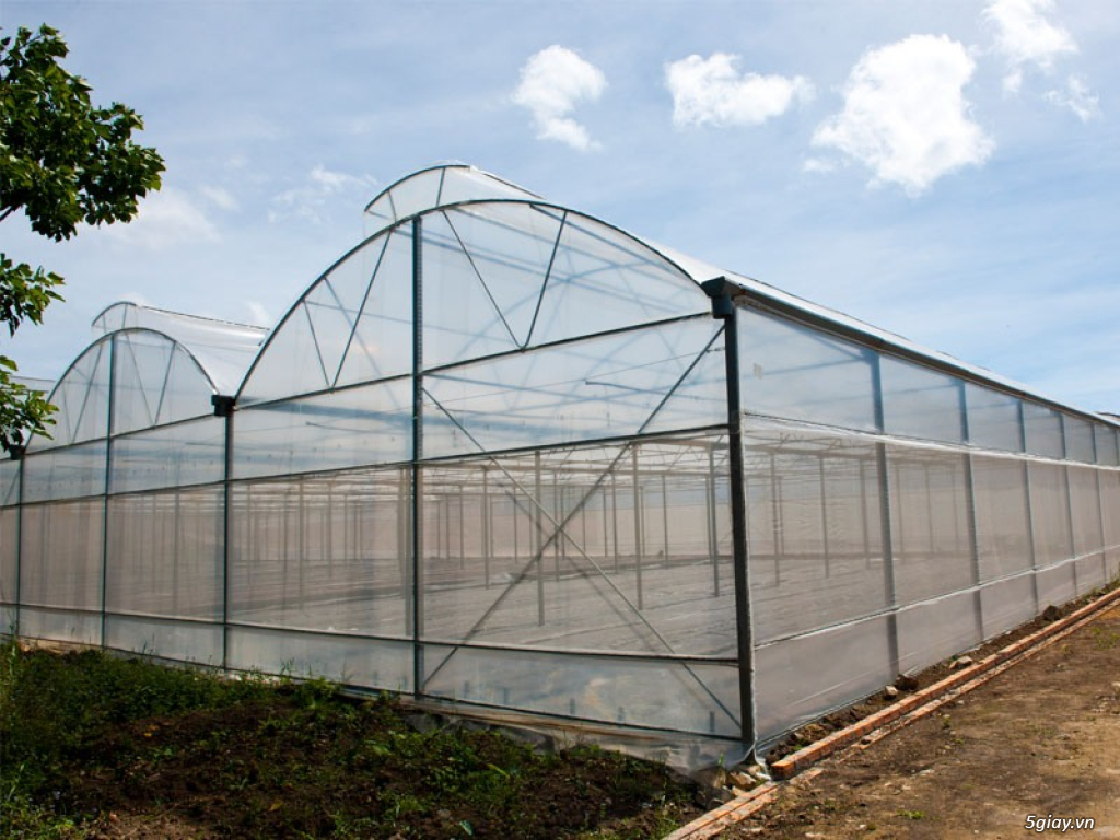 Màng nhà kính - giải pháp cây trồng hiệu quả - 6