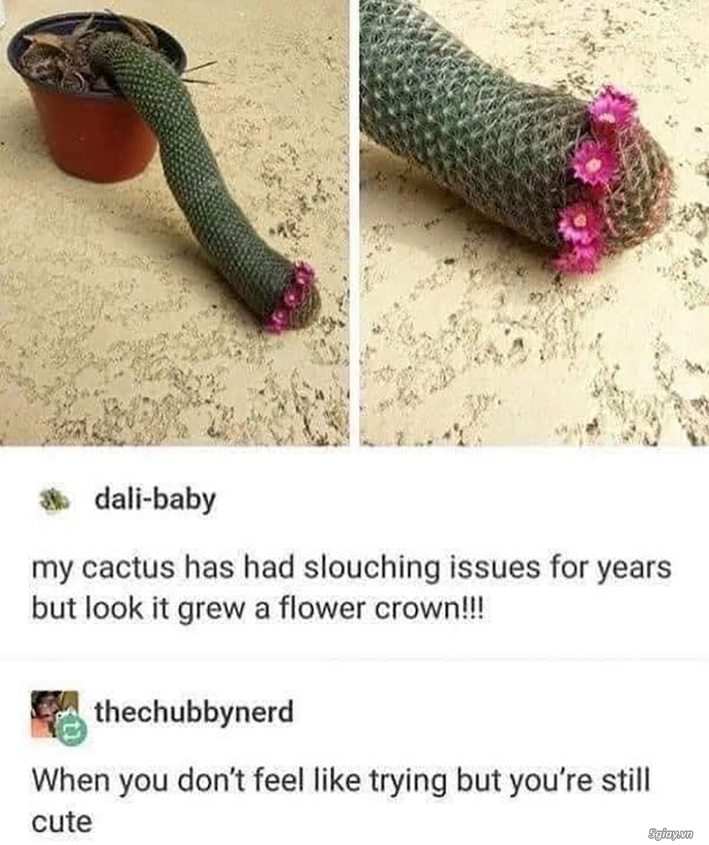 Hình hài hước... Nhiều thể loại vui nhôn - 3