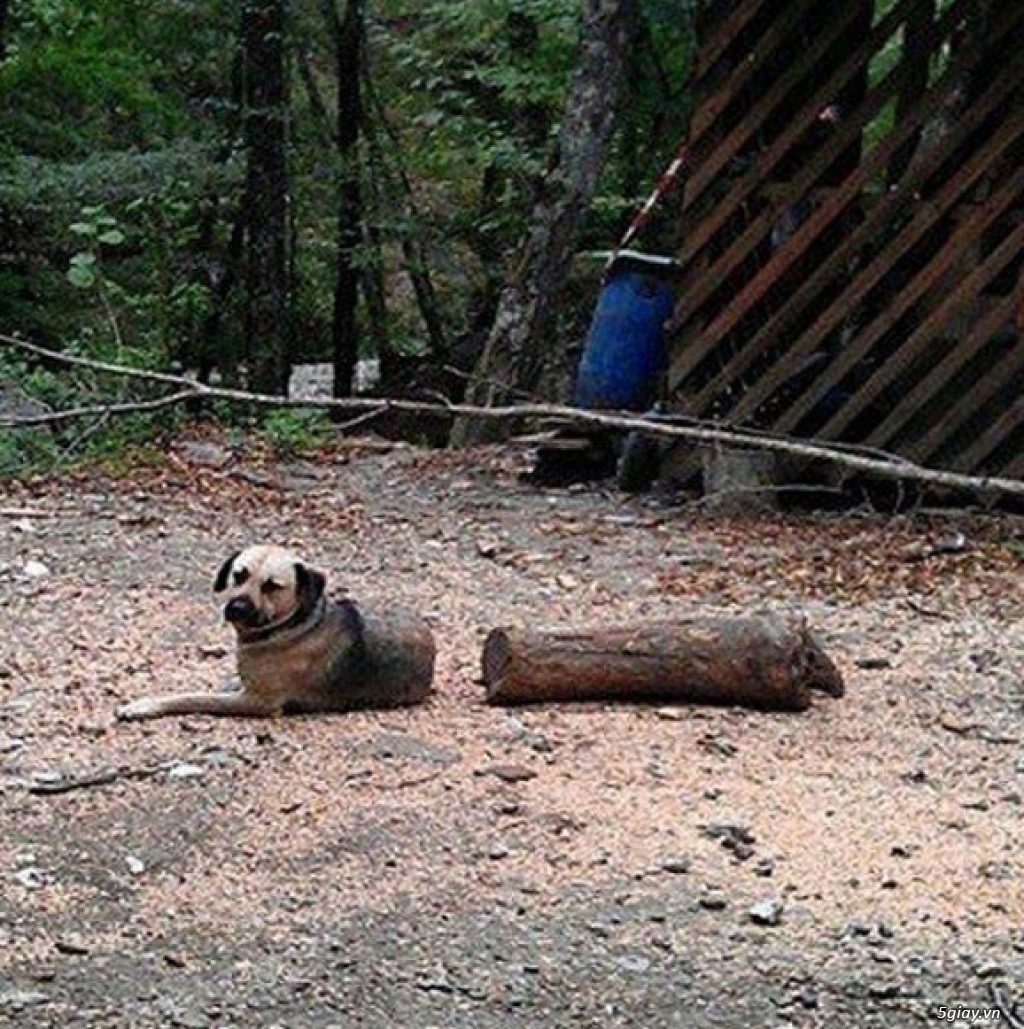 Hình hài hước... Nhiều thể loại vui nhôn - 3