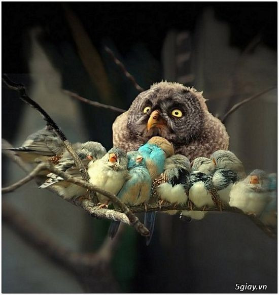 Hình hài hước... Nhiều thể loại vui nhôn - 1