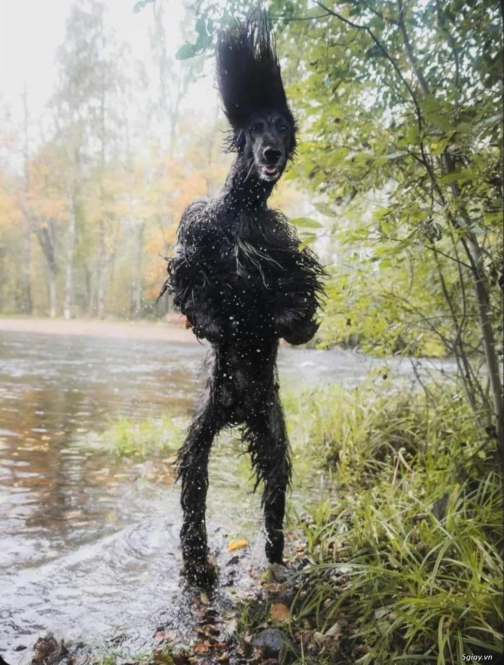 Hình hài hước... Nhiều thể loại vui nhôn - 3