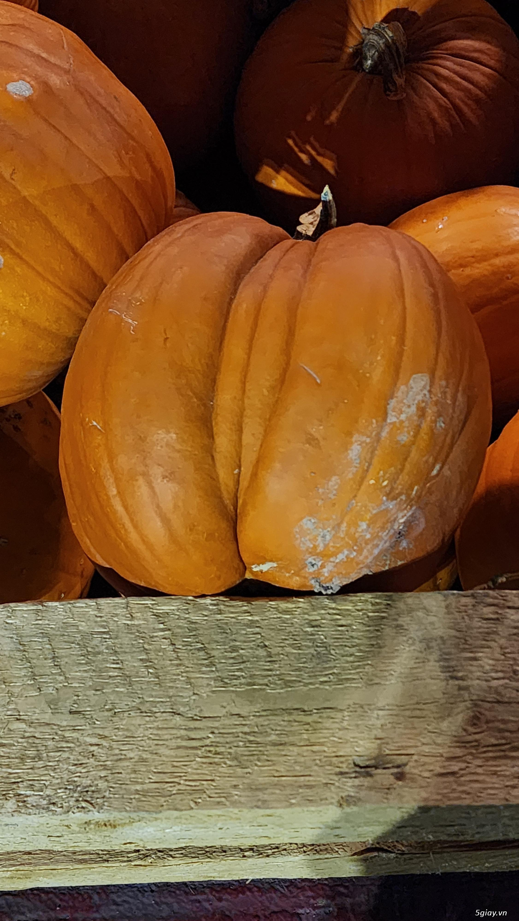 Hình hài hước... Nhiều thể loại vui nhôn - 4