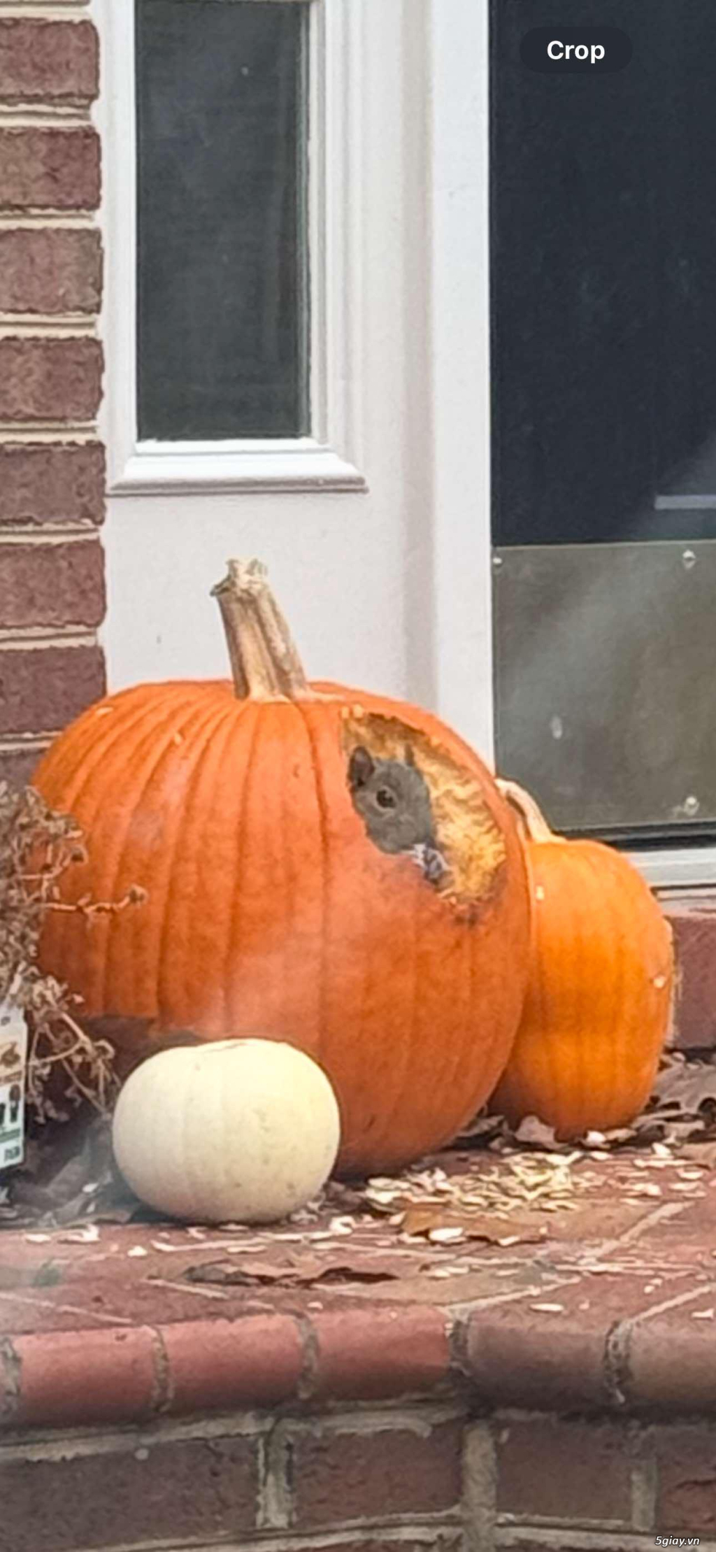 Hình hài hước... Nhiều thể loại vui nhôn