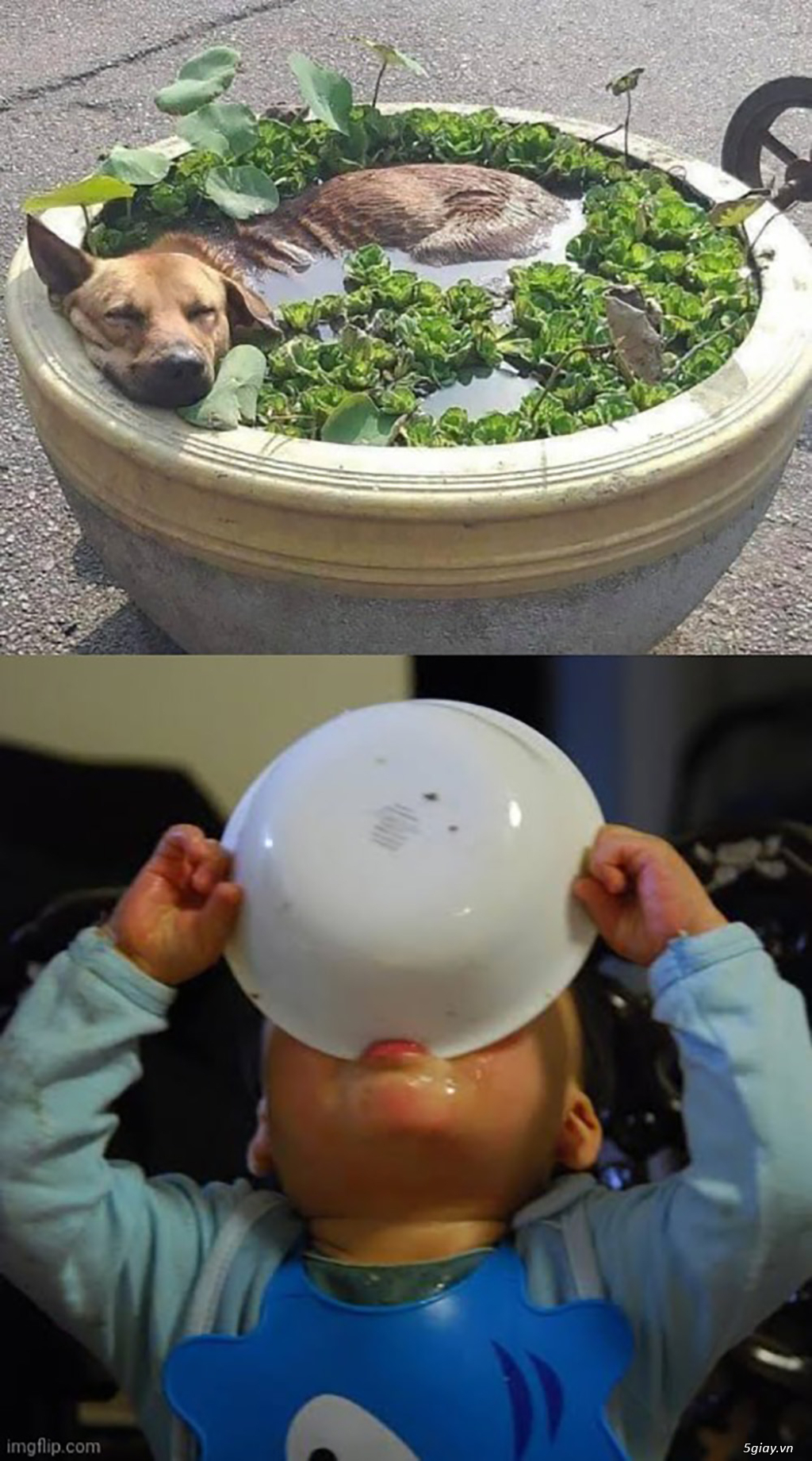 Hình hài hước... Nhiều thể loại vui nhôn - 8