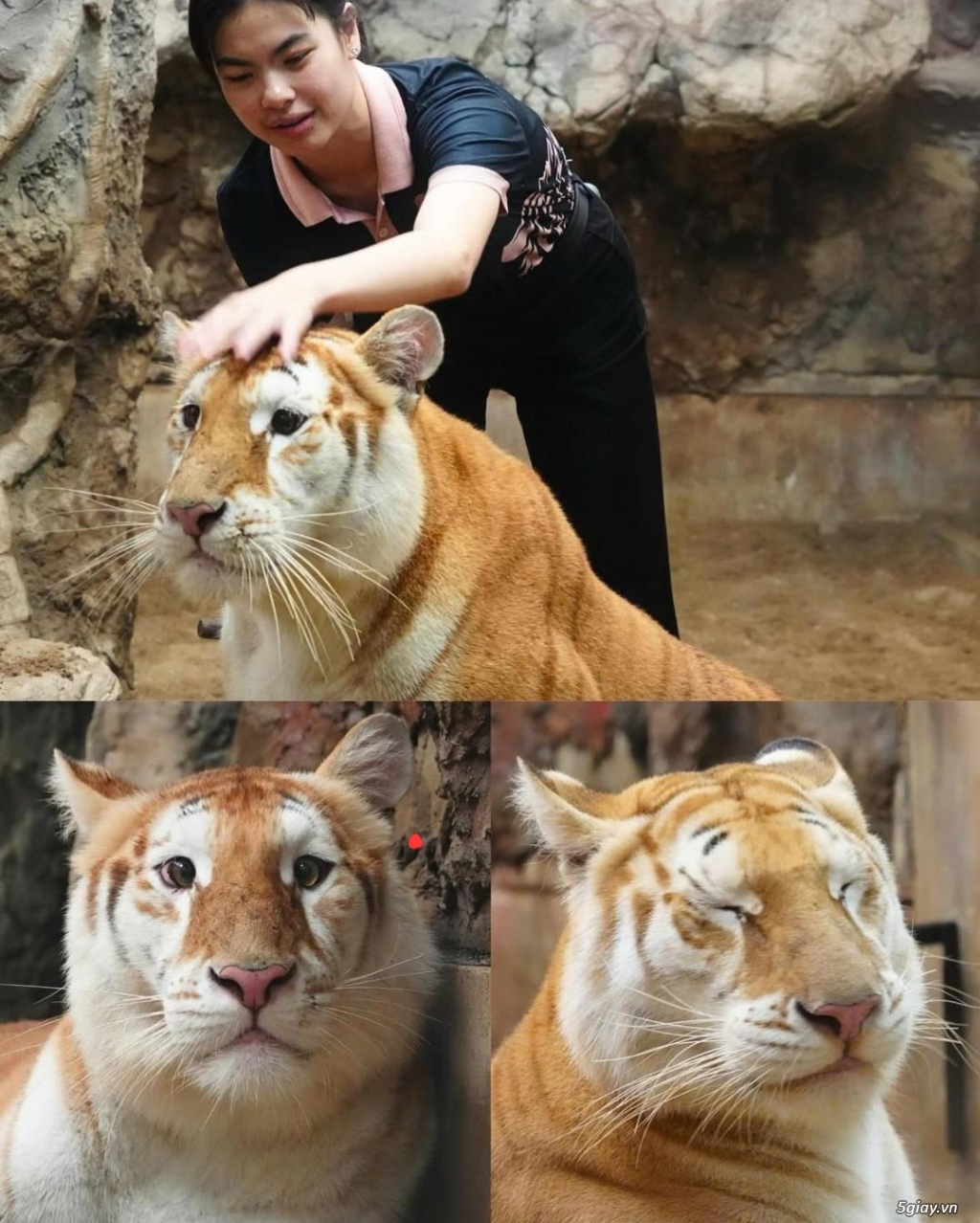 Hình hài hước... Nhiều thể loại vui nhôn - 5