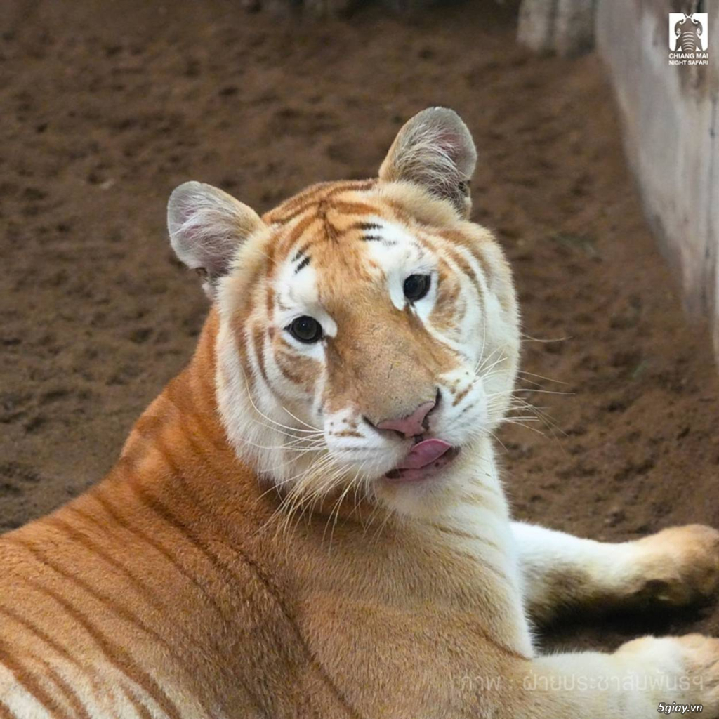 Hình hài hước... Nhiều thể loại vui nhôn - 2