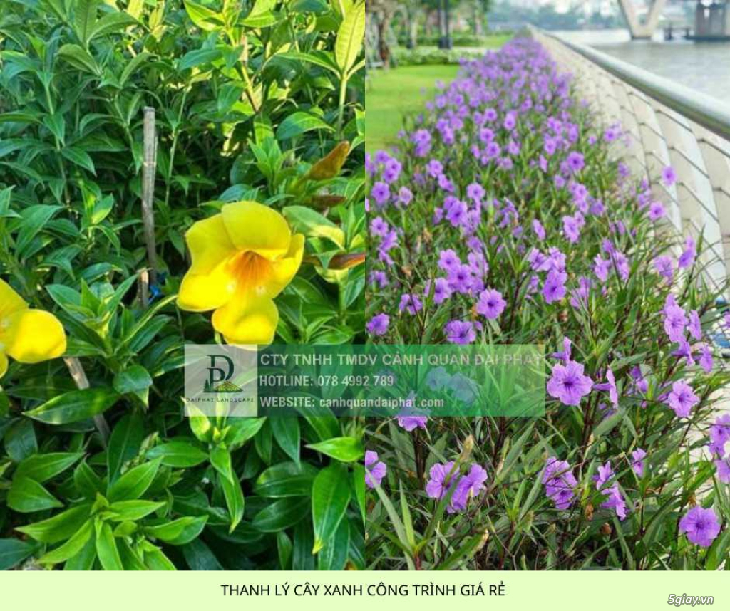 THANH LÝ CÂY XANH CÔNG TRÌNH GIÁ RẺ TẠI ĐỒNG NAI - 3