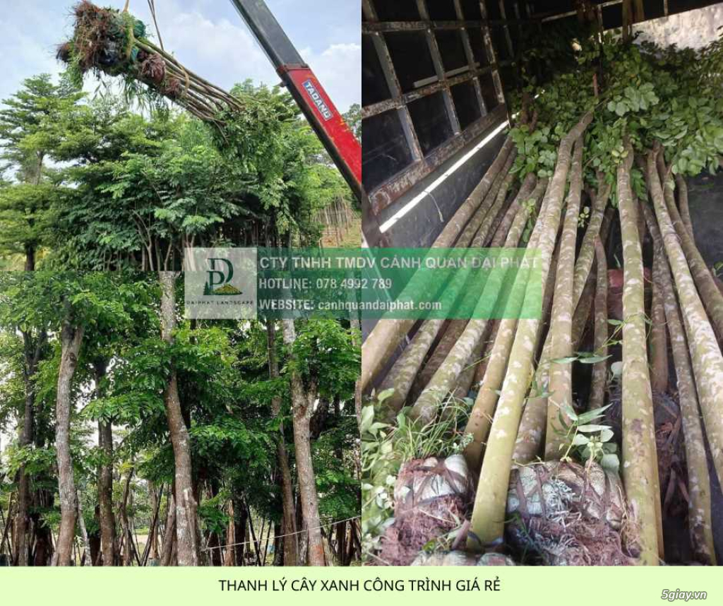 THANH LÝ CÂY XANH CÔNG TRÌNH GIÁ RẺ TẠI ĐỒNG NAI - 4