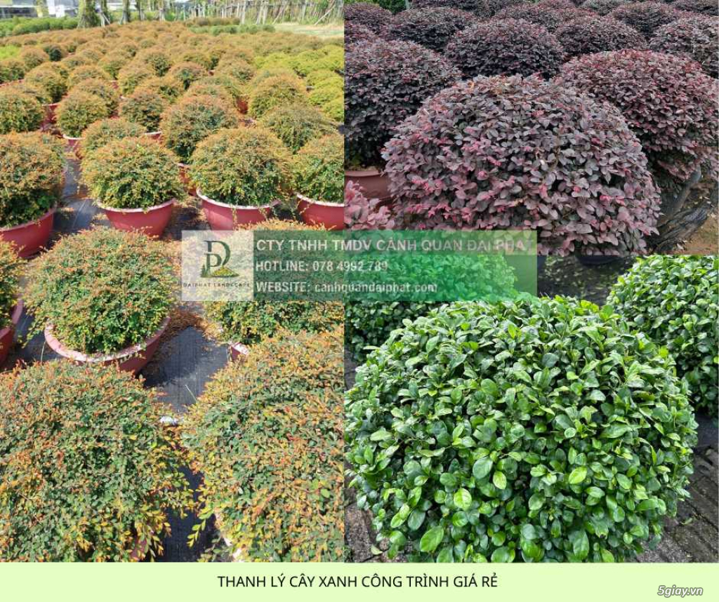 THANH LÝ CÂY XANH CÔNG TRÌNH GIÁ RẺ TẠI ĐỒNG NAI - 1