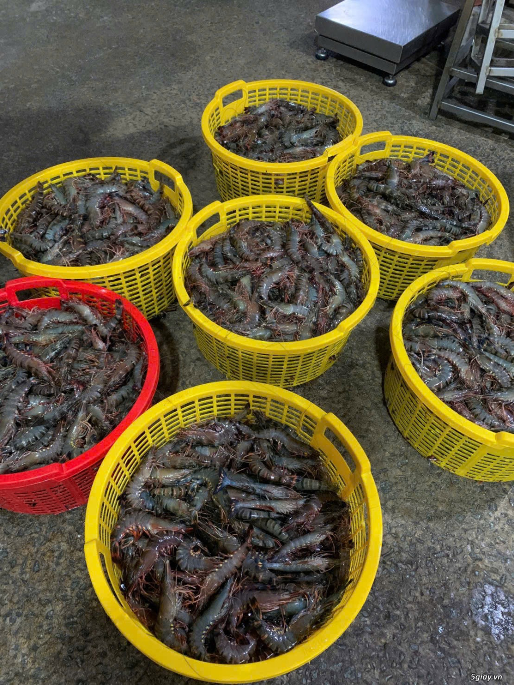 TÔM SÚ LỘT , CỨNG & CUA THỊT , CUA GẠCH - 16